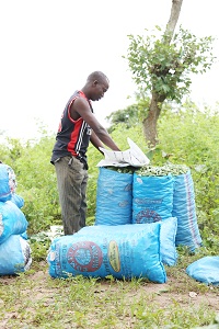 ‘Kasuwancin kubewa akwai riba sosai’