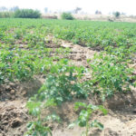 Wata gonar dankalin Turawa ta rani a Katsina