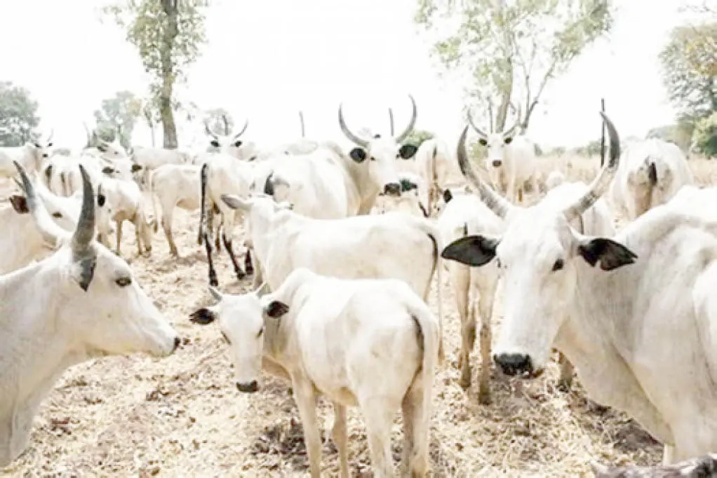 An kama ’yan ina-da-kisa 47 a Kwalejin Tarayya a Kebbi