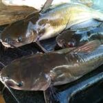 Kifin catfish