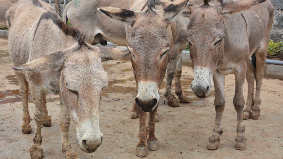 Hukumar Kwastam ta kama fatun jaki 1,080 a Kebbi