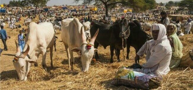 NAJERIYA A YAU: Dalilin rufe kasuwannin dabbobi 8 a Zamfara