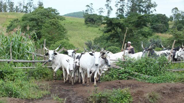 Manoma sun koka kan yadda makiyaya ke cinye musu gonaki a Gombe