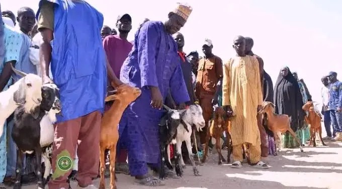 Gwamnatin Borno na raba wa ’yan gudun hijira dabbobi 5,000