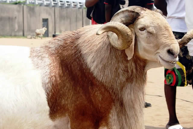 NAJERIYA A YAU: Shin Mutum Zai Iya Cinye Naman Layyarsa Shi Kadai?