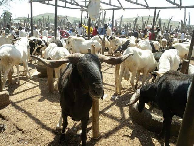 Sallah: Ɗan majalisa ya raba raguna 3000 da 250m a Zamfara 