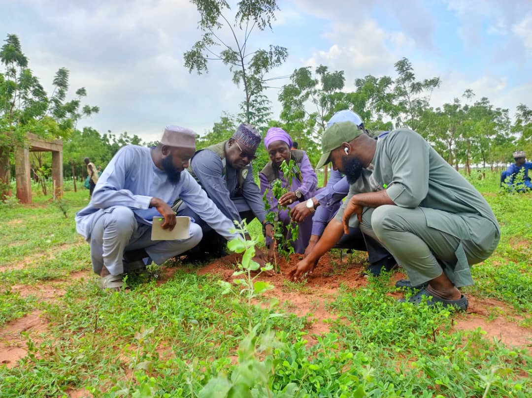 An ƙaddamar da dashen bishiyoyi 200,000 a Dambatta